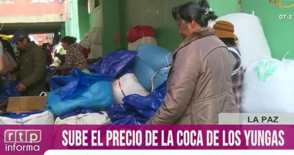 Precio de la hoja de coca de los Yungas sube de Bs 15 a Bs 70 por libra