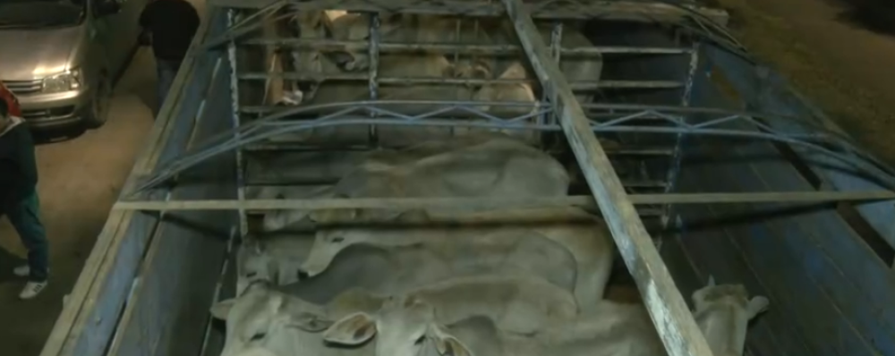 «Ganado en carretera»: Transporte pesado se quedó sin diésel y animales permanecen en camiones