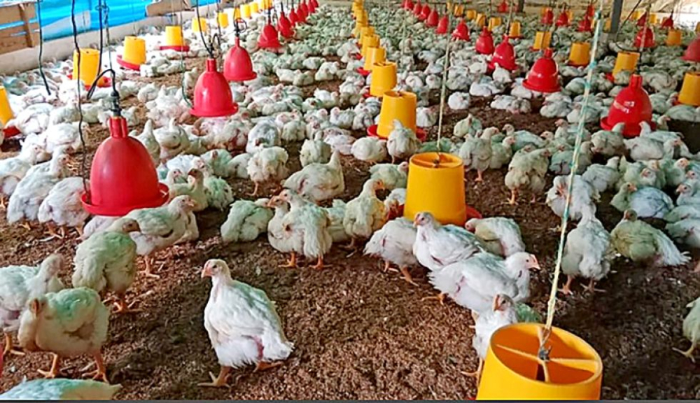 Avicultores registran caída del 50% en su producción