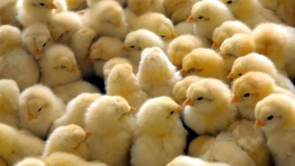 Alerta sanitaria: Senasag prohíbe el transporte de aves sin previa autorización