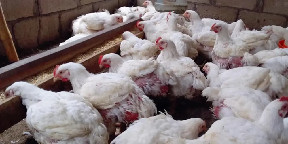 Avicultores denuncian que Emapa suspendió la venta de maíz a pequeños productores; la estatal lo niega